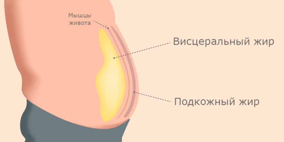 Висцеральный жир vs подкожный жир: схема расположения вокруг органов